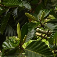 Artocarpus nobilis Thwaites